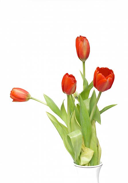 شهید همین و بس