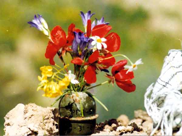 shafighefakeh.ir Tarh (18)