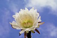 آلبوم اختصاصی تصاویر شهید جهان ارا محمودی . کد 1403302812 آ