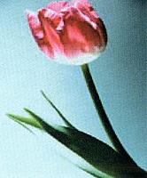 آلبوم اختصاصی تصاویر شهید غریب موسوی . کد 1403328873 آ