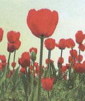 آلبوم اختصاصی تصاویر شهید محمدامین جهانی . کد 1403225805 آ