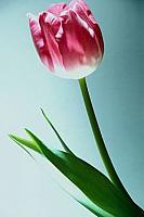 آلبوم اختصاصی تصاویر شهید سیدمحمد حسینی . کد 1403219459 آ