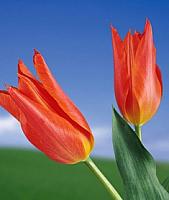 آلبوم اختصاصی تصاویر شهید محمد چابک . کد 1403255966 آ