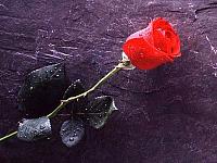 آلبوم اختصاصی تصاویر شهید سعید حسینی . کد 1403297902 آ