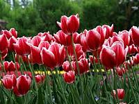 آلبوم اختصاصی تصاویر شهید مهدی قلندران . کد 1403316727 آ