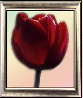 آلبوم اختصاصی تصاویر شهید حسین عباسی . کد 1403326620 آ