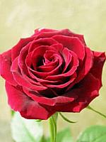 آلبوم اختصاصی تصاویر شهید محمود انبیایی . کد 1403331727 آ