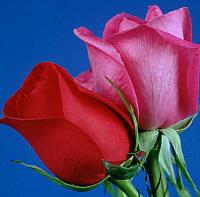 آلبوم اختصاصی تصاویر شهید علی نظر رستمی . کد 1403258343 آ