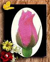 آلبوم اختصاصی تصاویر شهید داریوش زرین بین . کد 1403322656 آ