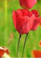 آلبوم اختصاصی تصاویر شهید قربان علی فلاحی . کد 1403119618 آ