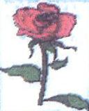 آلبوم اختصاصی تصاویر شهید فاطمه لیموچی دلی . کد 1403263490 آ