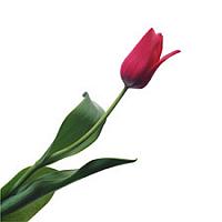 آلبوم اختصاصی تصاویر شهید بابک فرخنده نژاد . کد 1403326569 آ