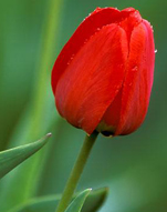 shahid.laleh